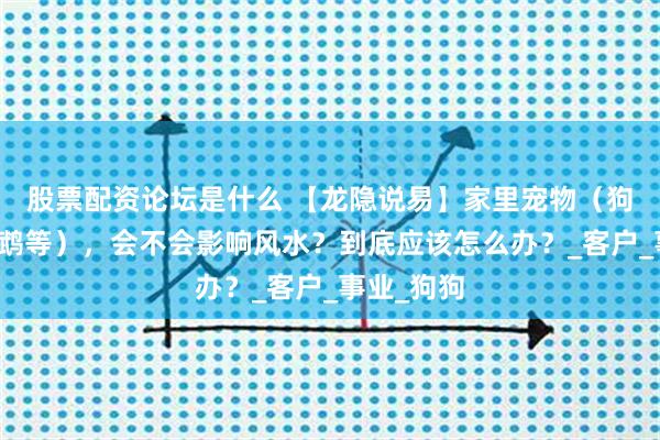 股票配资论坛是什么 【龙隐说易】家里宠物（狗、猫、鹦鹉等），会不会影响风水？到底应该怎么办？_客户_事业_狗狗